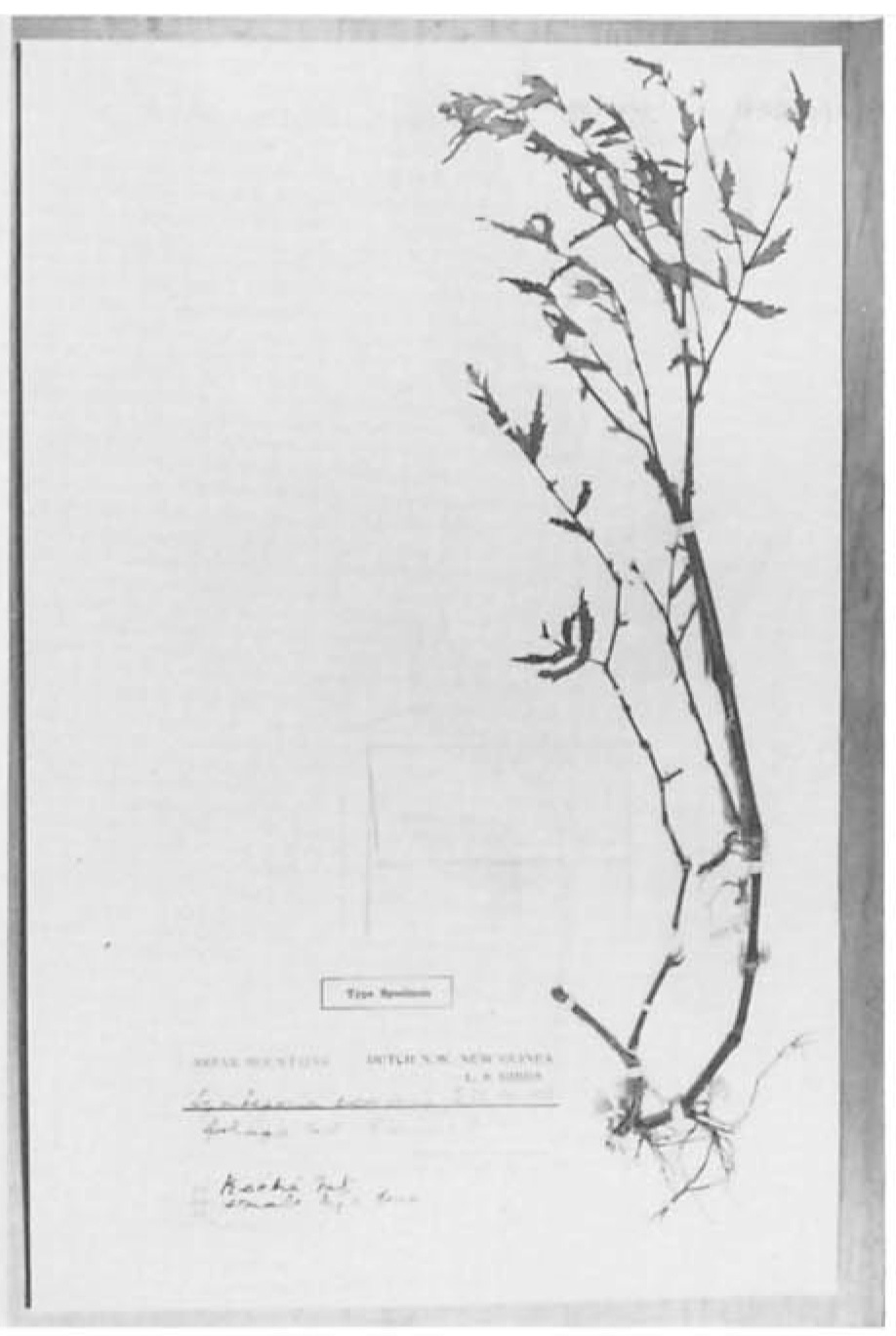 B. symparvifolia